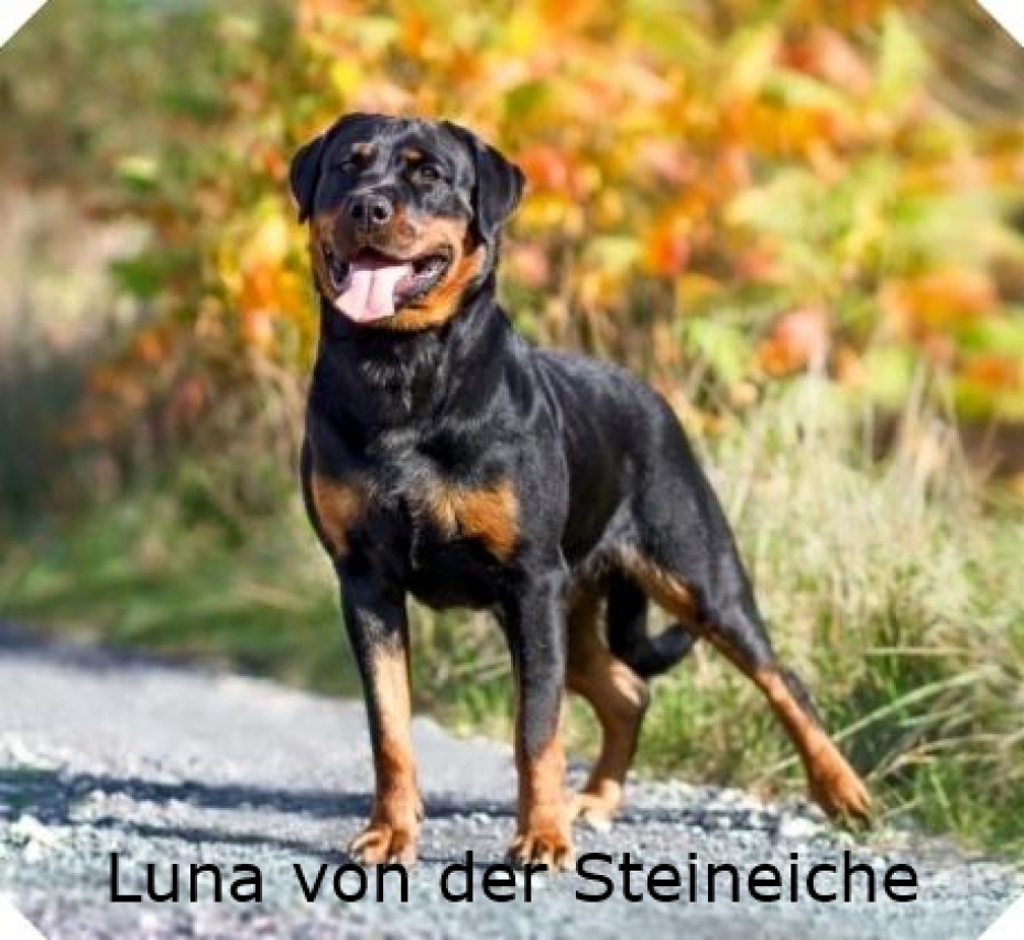 WT: 17.05.2013 ZB.NR.124202 HD: frei ED: +  BH/VT, ZTP 5 mal vorzüglich  10.08.2015 BG Cbg. Mährenhausen V2